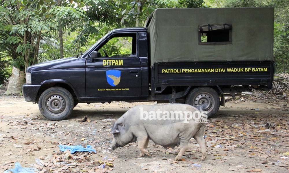 Ternak Babi Duriangkang Dalil Harahap1