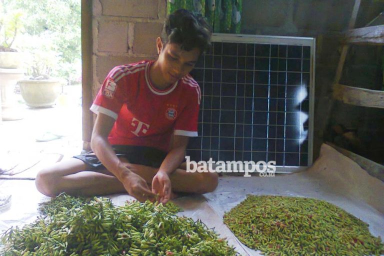 Harga Cengkih di Anambas Rp60 Ribu Per Kilogram, Merosot