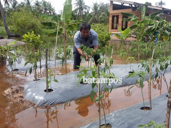 Banjir, Petani Cabai Gagal Panen