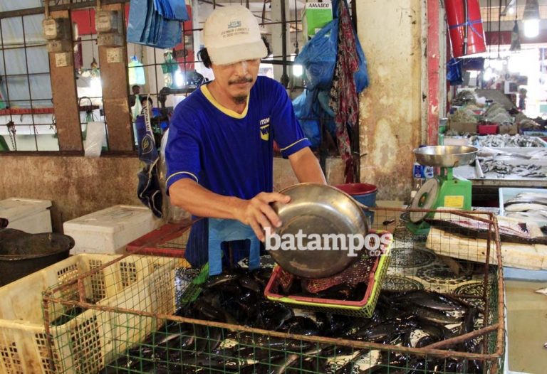 Stok Terbatas, Harga Ikan Lele Naik