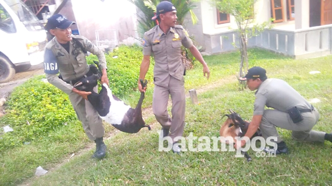 Satpol PP Tangkap Delapan Kambing di Jalan Raya