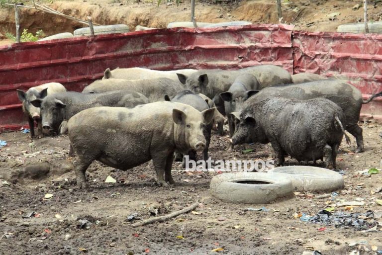 Babi di Duriangkang masih belum Dimusnahkan