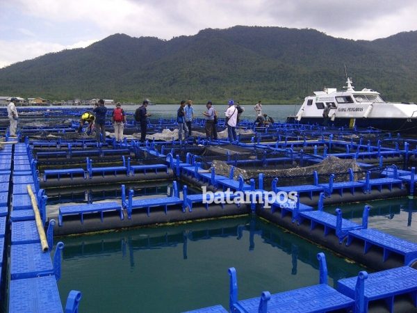 Keramba Jaring Apung Direvitalisasi dan Dikelola Koperasi