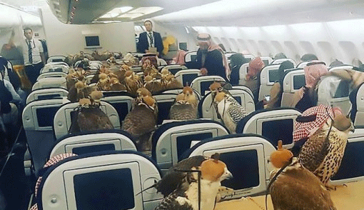 Burung Elang Duduk di Kabin Pesawat, Tentu saja Bayar…..