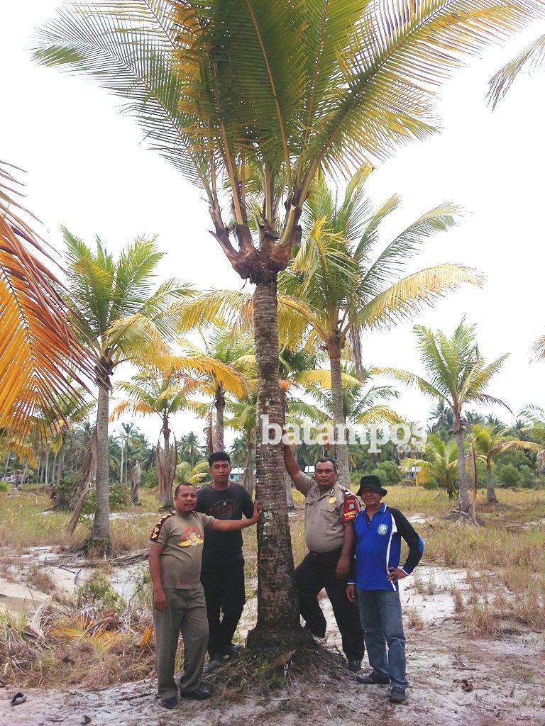 Pohon Kelapa Bercabang Empat