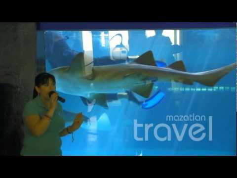 Ketika Aquarium Raksasa Retak, 13 Hiu Mengancam Lolos