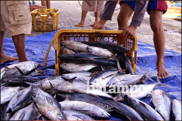 Harga Ikan Tongkol Melambung Jadi Rp100 Ribu