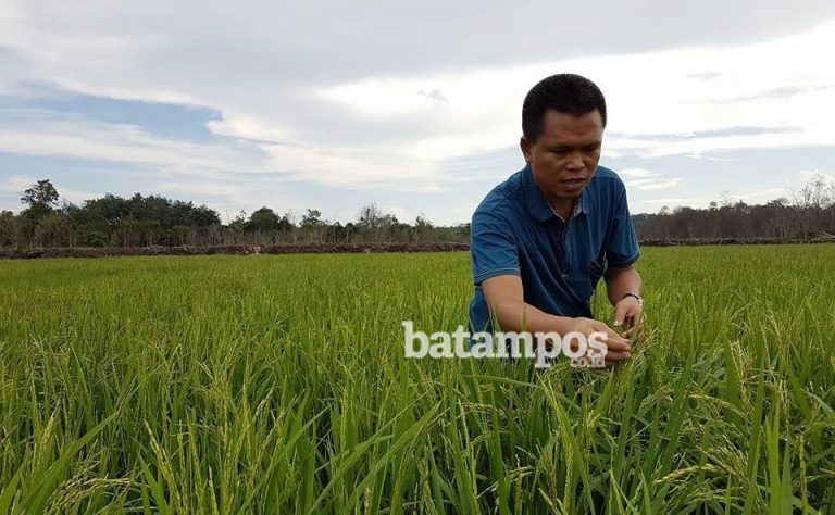 Fokus Pertanian, Mantapkan SDM Lokal Kerjasama dengan IPB