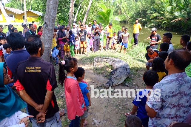 Warga Temukan Buaya Ukuran 4,2 Meter