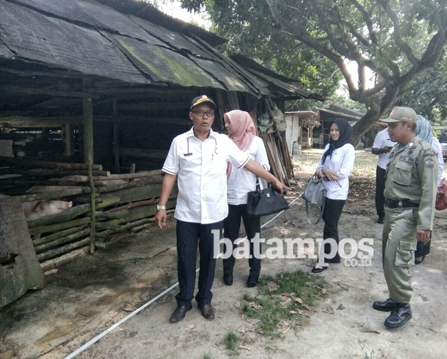 Meresahkan Warga, 21 Ekor Babi Diamankan