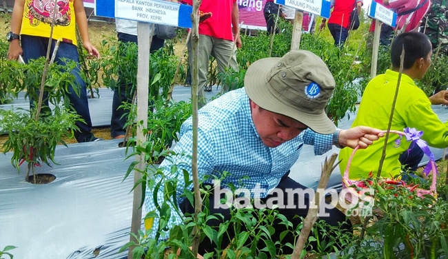 BI Kepri Sediakan Dana PSBI Bantu Kelompok Petani Cabai
