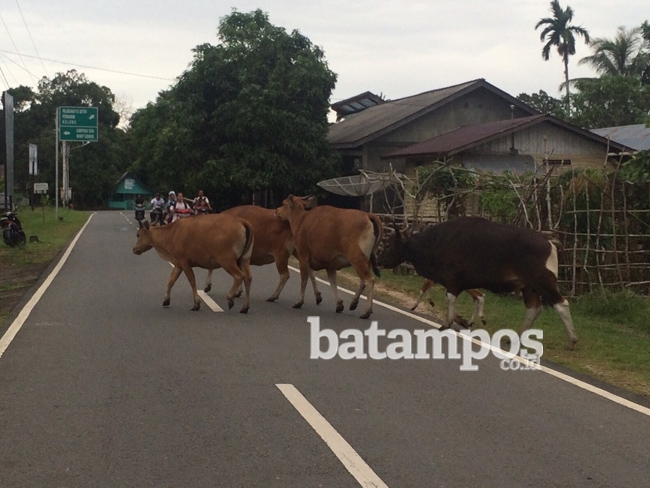 80 Persen Dabo Raih Adipura Buana