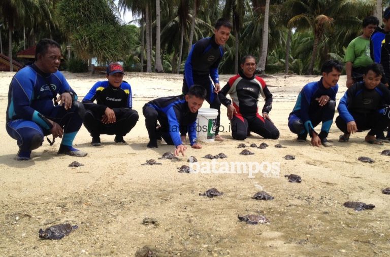 LKKPN Larang Perburuan Ilegal, Ratusan Ribu Tukik Penyu Konservasi Dilepasliarkan