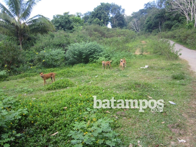 Meresahkan Warga, Pemkab Kurangi Anjing Liar