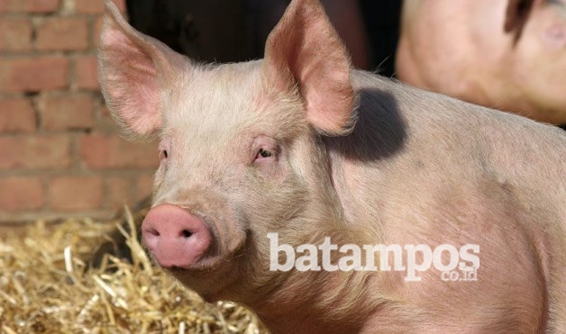 Proyek Siluman Wisata Berburu Babi