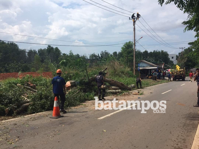 Pohon Tumbang Timpa Kabel Listrik