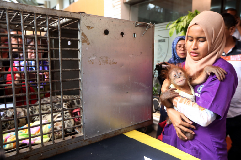 Bareskrim, Tangkap Penjual Satwa Dilindungi