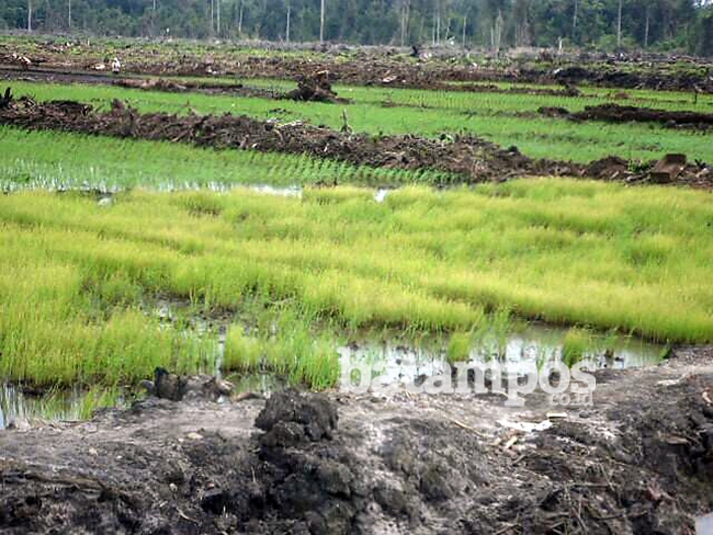 Pencetakan Sawah Resang Tak Capai Target