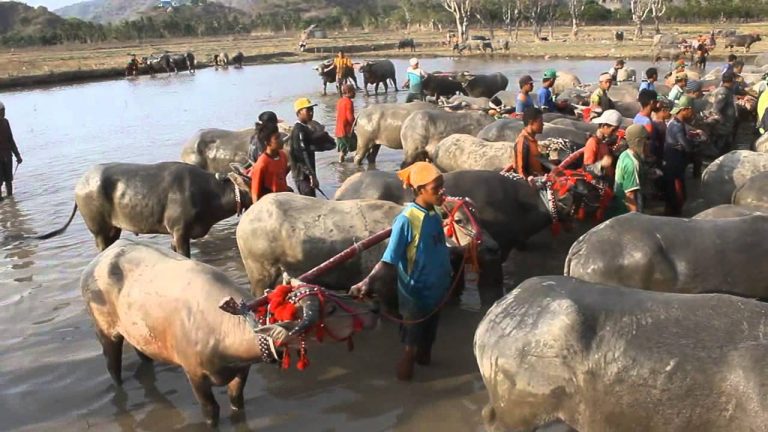 Barapan Kebo jelang Festival Pesona Tambora 2017
