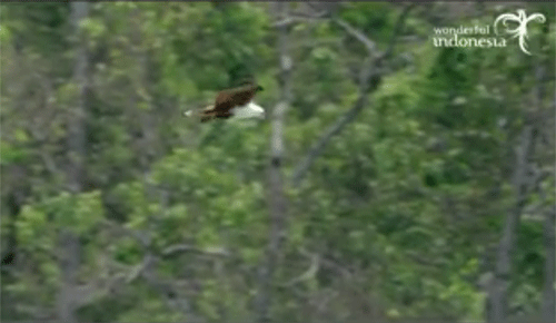 Wonderful Indonesia: The Journey to a Wonderful World Raih “Grand Prix Award”