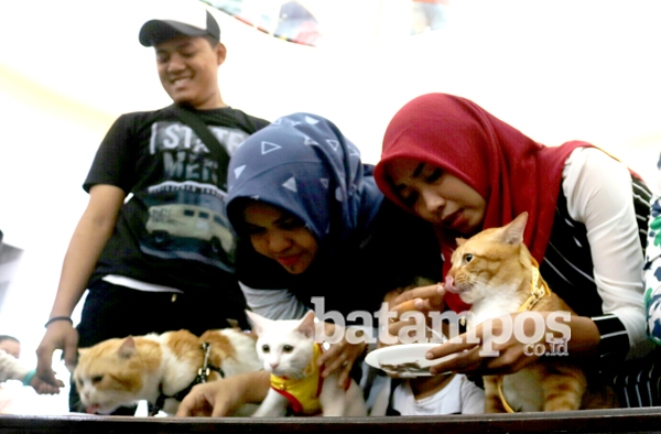 Cat Show, Wadah Bagi Pecinta Kucing