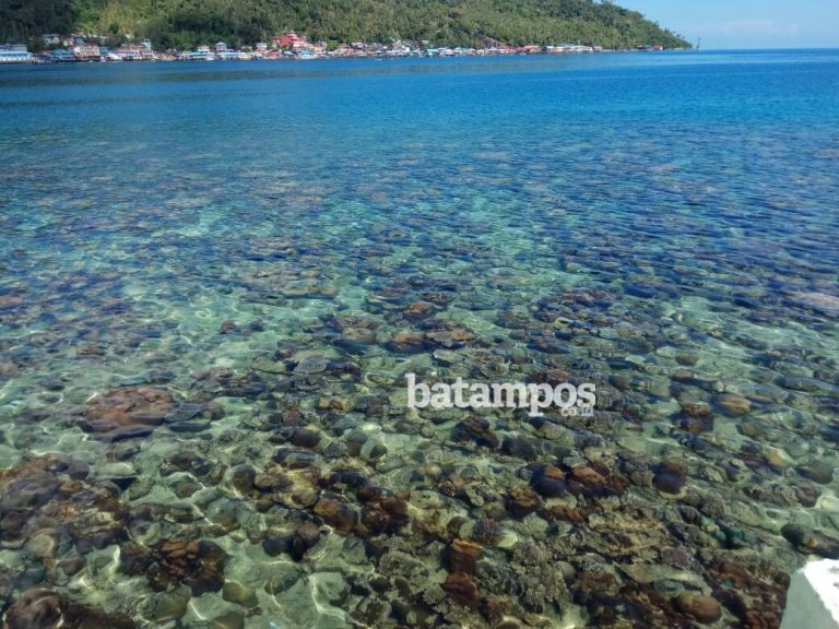 Terumbu Karang Banyak Diambil