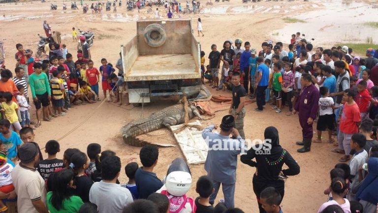 Ada Buaya di Batu Aji
