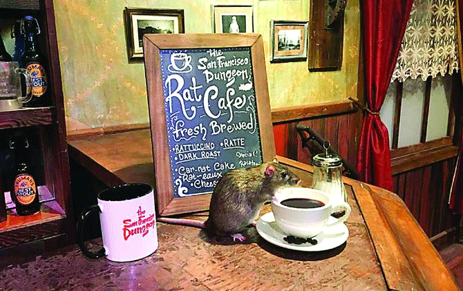 Bayangkan Makan Enak Ditemani Tikus….. Hmmm….