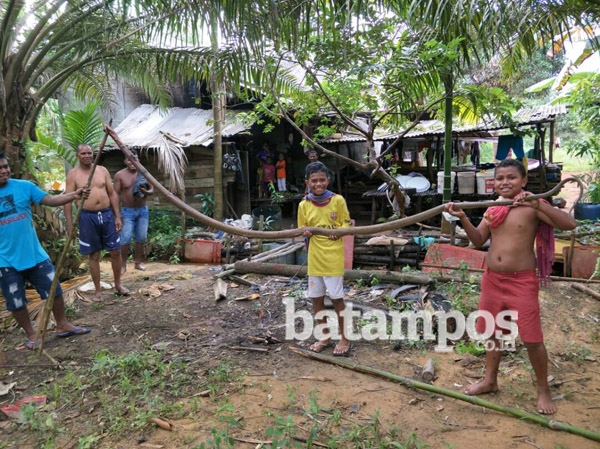 King Cobra 5 Meter Ditemukan di Rumah Warga