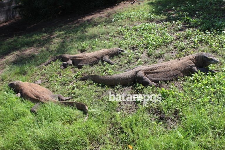 TV Perancis Tayangkan Kehidupan Komodo di Pulau Komodo
