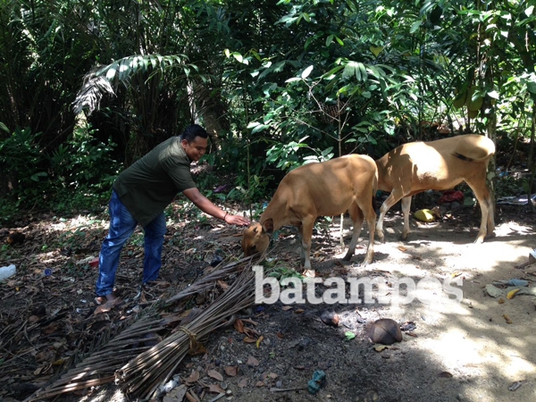 Bintan Diminati Pengusaha Budidaya Sapi
