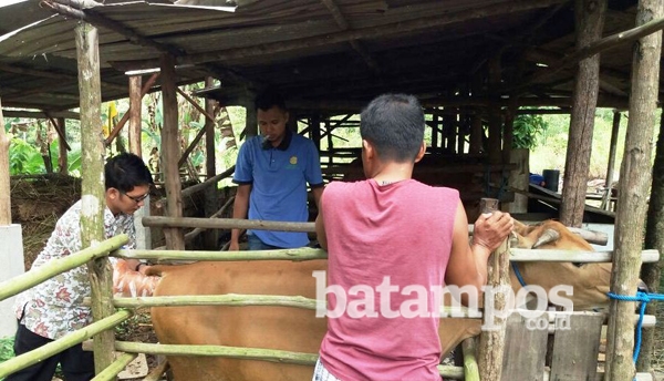 Stok Hewan Kurban Aman