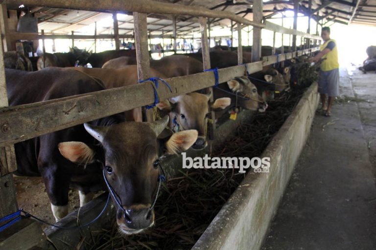 DKP Klaim Awasi Pengiriman Hewan keluar Batam