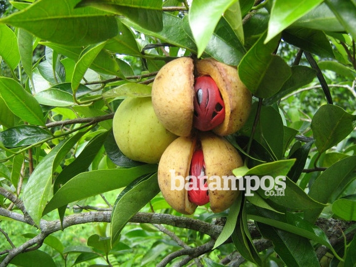 Tim Kajian Bagikan Bibit Pala ke Kelompok Petani