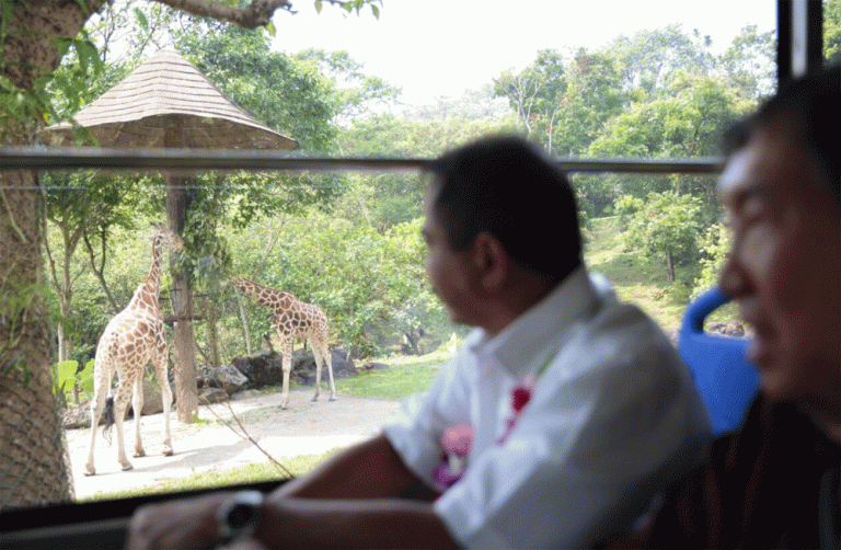 Anak Jerapah Itu Diberi Nama Bima