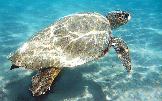 Polisi Amankan 1.007 Telur Penyu