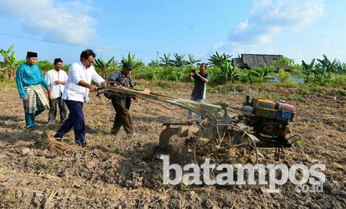 Gubernur Panen Perdana Jagung