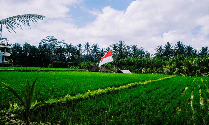 Kundur Siap Produksi Beras Kualitas Ekspor