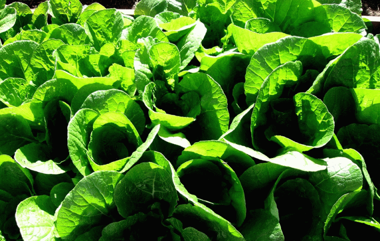 China Jajaki Kerjasama Agrobisnis di Batam