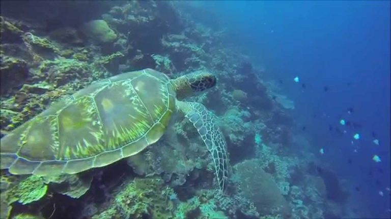 Selami Siladen, Lokasi Diving Terbaik di Dunia