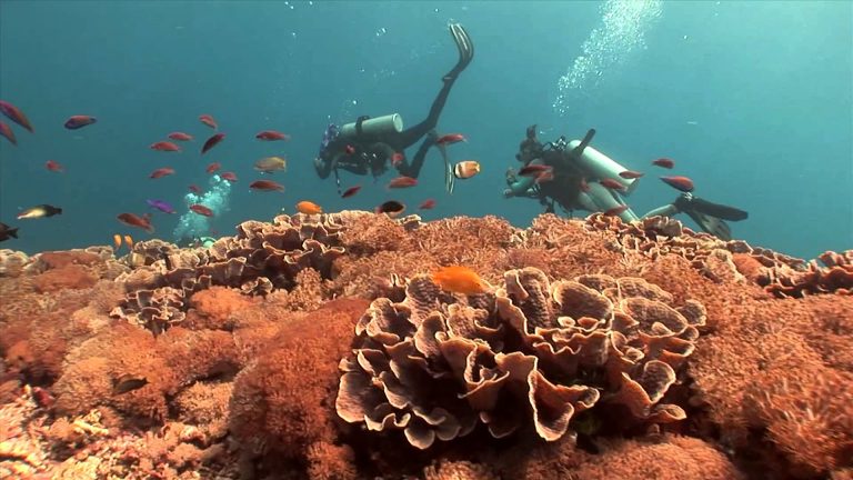 Indonesia Destinasi Bawah Laut dan Dive Center Terbaik Dunia