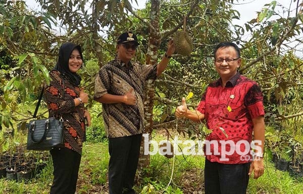 Petani Toapaya Kembangkan Durian Thailand