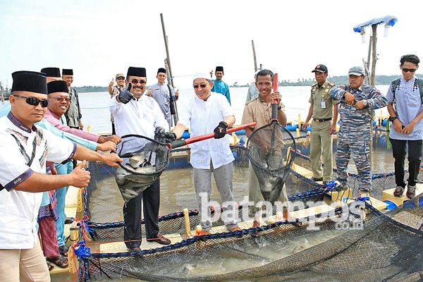 Panen Perdana Kakap Putih 500 Ekor