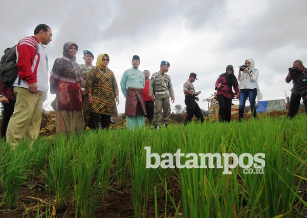 Ngesti Tinjau Sawah di Kelarik