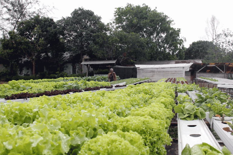 Jaga Lingkungan dengan Go Green, Program BP Batam untuk Lingkungan Sehat