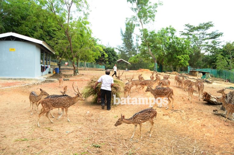 Taman Rusa Akan Jadi Destinasi Wisata