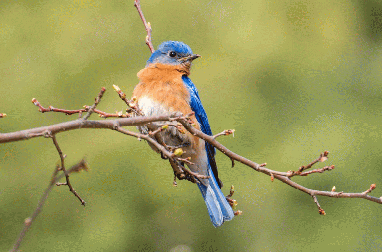 Jamin Tak Ada Kriminalisasi Pemilik Burung