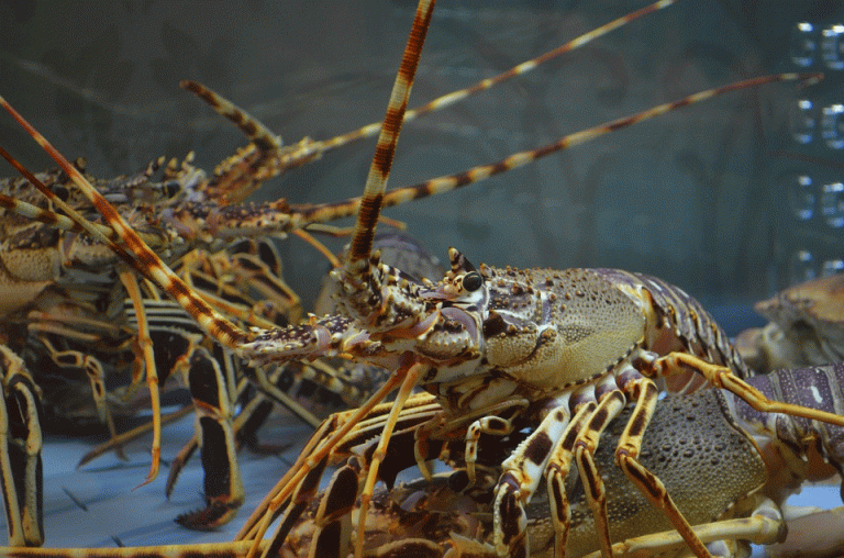 Benih Lobster Tak Boleh Dijual