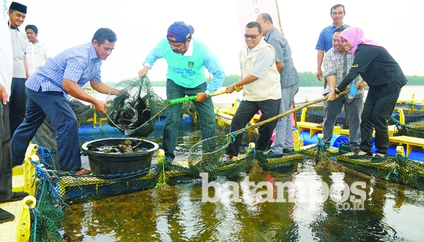 Nelayan Madong Panen Perdana Ikan Kerapu