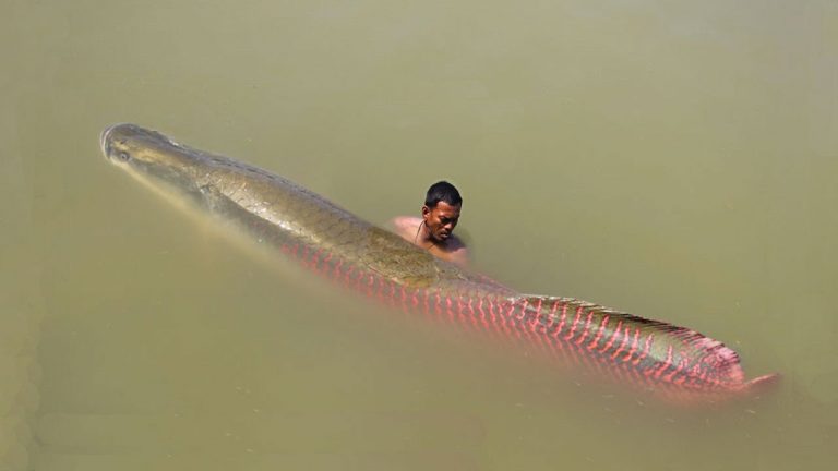 Curiga ada Ikan Berbahaya Dinas Perikanan Pemko Batam akan Cek